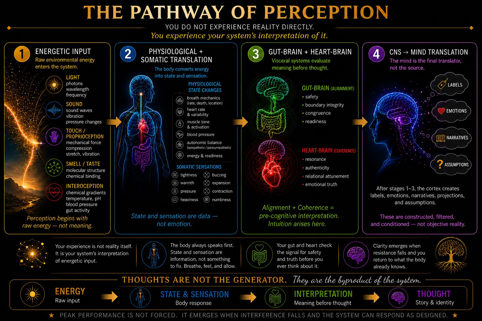 The Pathway of Perception diagram: Stage 1 Energetic Input (light, sound, touch, smell/taste, interoception). Stage 2 Physiological and Somatic Translation (breath, heart rate, muscle tone, blood pressure, autonomic balance; sensations like tightness, warmth, pressure, heaviness). Stage 3 Gut-Brain and Heart-Brain (gut-brain alignment: safety, boundary integrity, congruence, readiness; heart-brain coherence: resonance, authenticity, relational attunement, emotional truth). Stage 4 CNS to Mind Translation (labels, emotions, narratives, assumptions). Flow: Energy to State and Sensation to Interpretation to Thought. Thoughts are not the generator, they are the byproduct of the system.